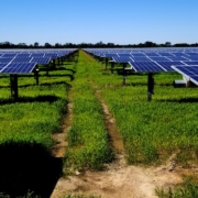 Field with solar panels, Chicot Solar Energy Center, Arkansas