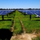 Field with solar panels, Chicot Solar Energy Center, Arkansas