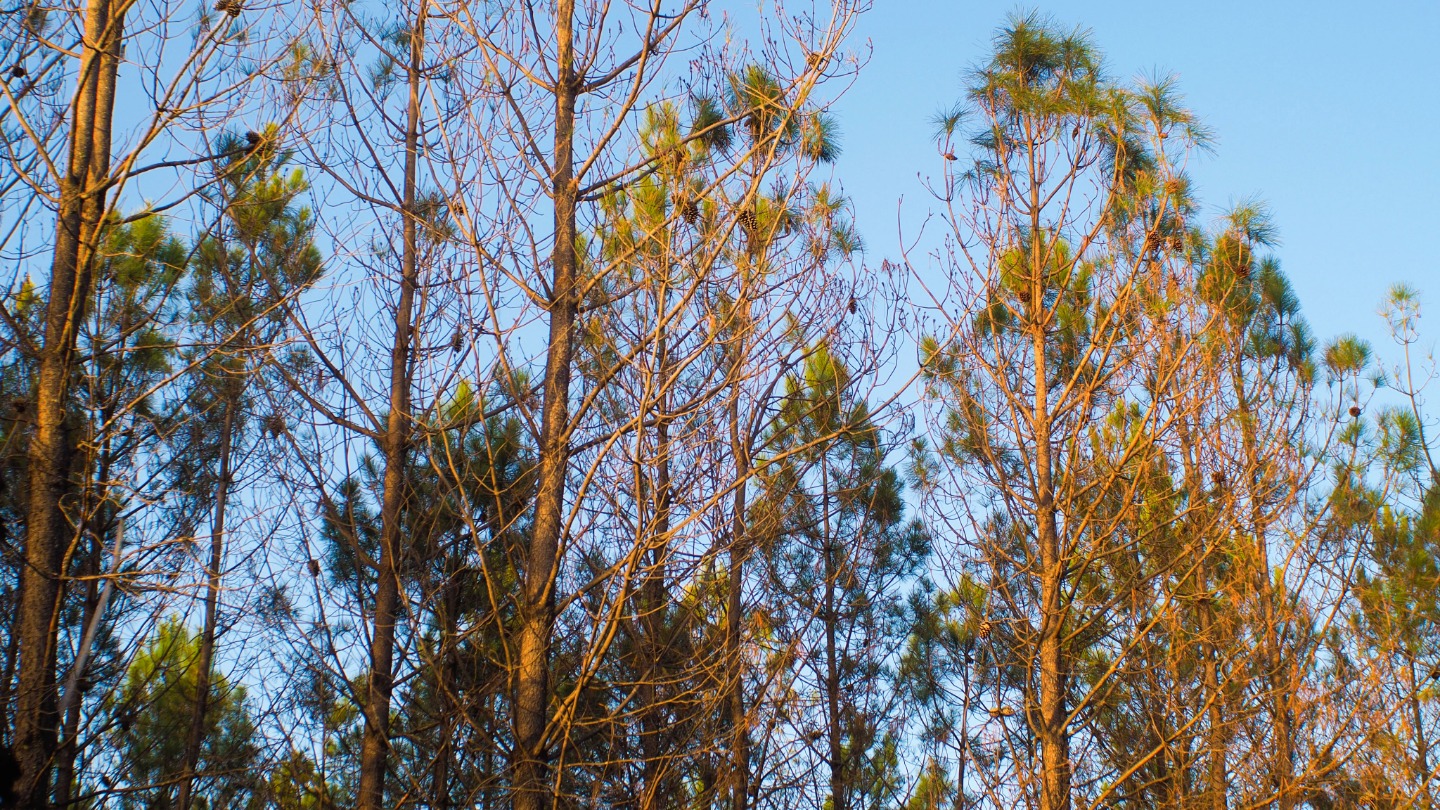 Wildfire_8.21.26