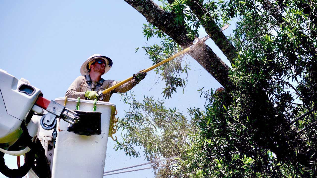 tree-trimming-banner