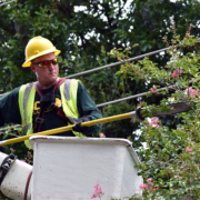 Tree-Trimming-Baton-Rouge-071219