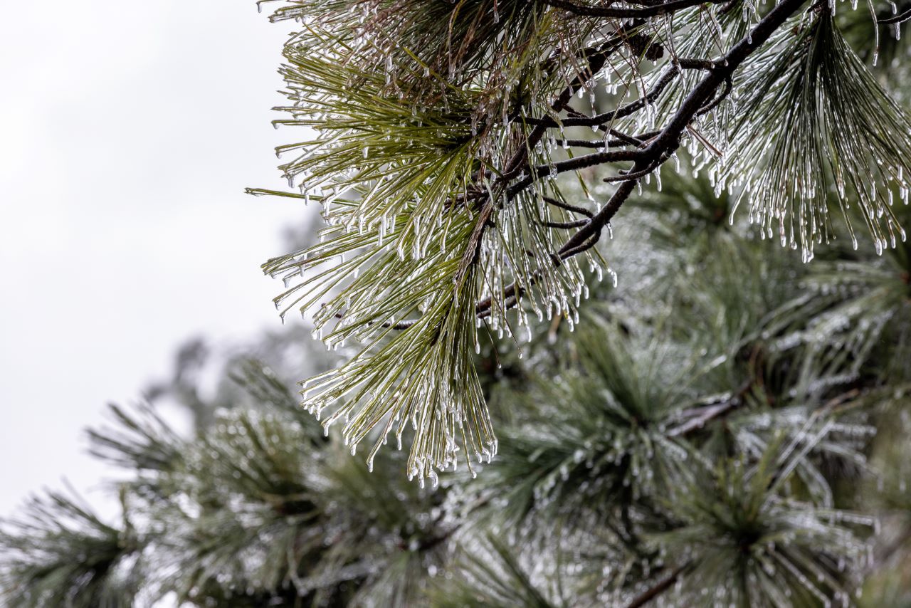 icy-pine-needles-2022