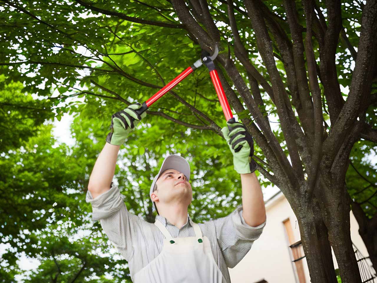 tree-pruning